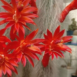 Può includere: Primo piano di un cactus con steli lunghi, bianchi e pelosi e fiori rosso vivo. I fiori hanno molti petali e sono in piena fioritura.