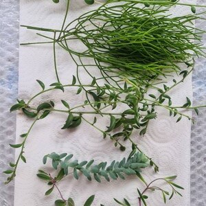 May include: A collection of various green succulent cuttings, including a paddle-shaped cactus and trailing plants, arranged on a white paper towel. The plants display diverse textures and shades of green, showcasing their unique forms.