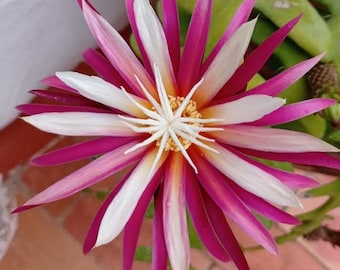 5 Foglie di un cactus orchidea. Cactus spinoso. Epiphyllum anguliger