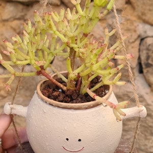 Rhipsalis cereuscula.