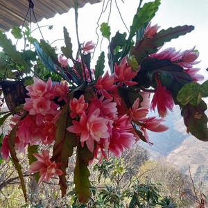 5 Orchid cactus leaves