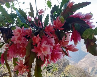 5 liści kaktusa storczykowego