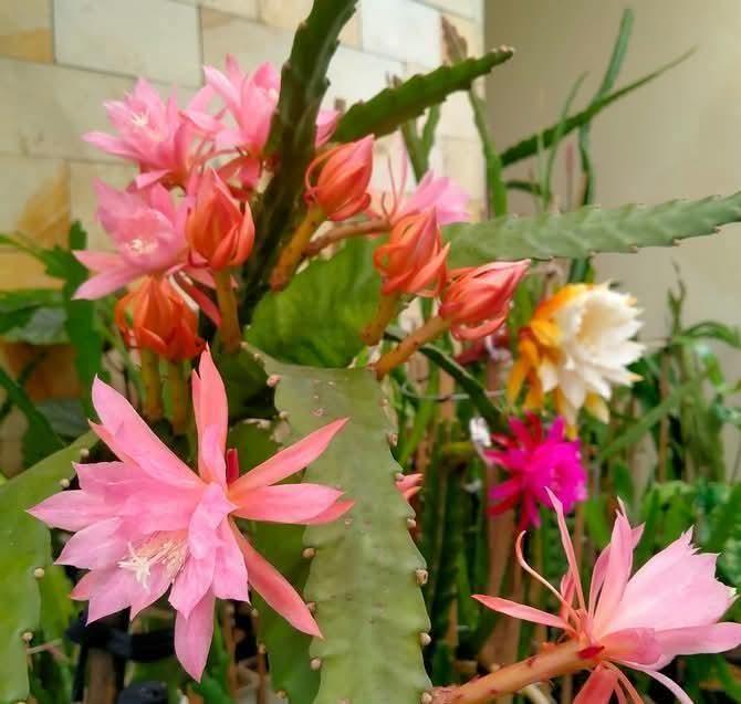 Epiphyllum clown - Etsy.de