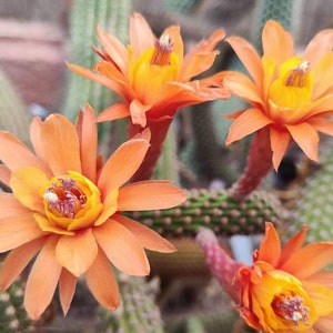 Può includere: Primo piano di quattro fiori di cactus arancioni in fiore. I fiori hanno centri gialli e sono circondati da steli di cactus verdi.
