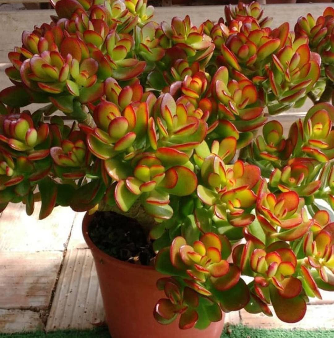 Crassula Ovata Ø 5,5 - L'albero di giada portafortuna - If Creative Hub