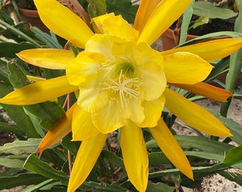 5 Graines De Fleur D'Epiphyllum (Cactus Orchidée) - à Semer En Pot Ou Jardin