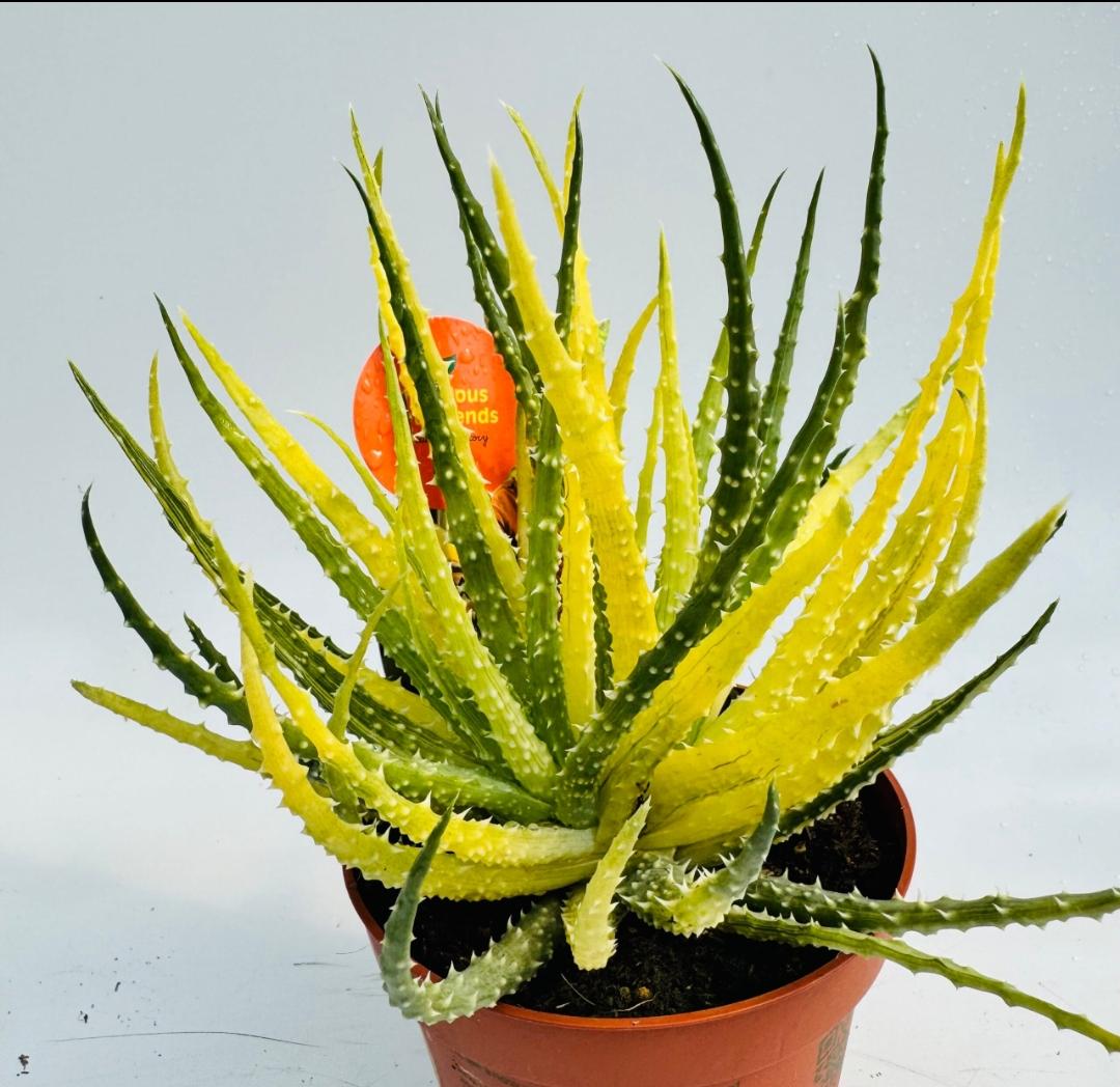 Aloe variegata - Etsy.de
