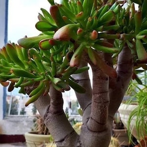 Pode incluir: Uma planta suculenta com caules e folhas grossos e verdes. A planta está crescendo em um vaso marrom com terra marrom escura.