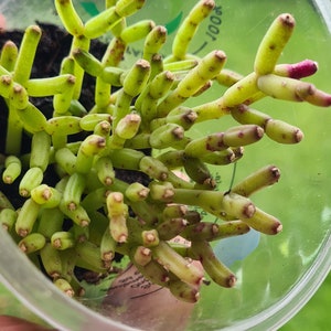 Rhipsalis cereuscula