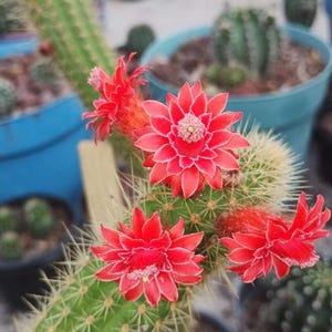 Può includere: Primo piano di una pianta di cactus con fiori rosso vivo. Il cactus è in un vaso e ha molte spine. I fiori sono in fiore e sono di un rosso vibrante.