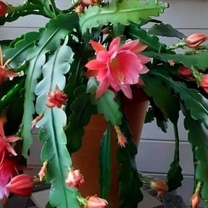 Pode incluir: Uma planta Epiphyllum em vaso com vibrantes flores rosa e folhas verdes segmentadas. A planta apresenta múltiplas flores abertas e vários botões fechados, mostrando sua fase de floração. O vaso é de uma cor terracota quente.