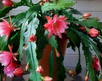 5 Orchidee Cactusbladeren