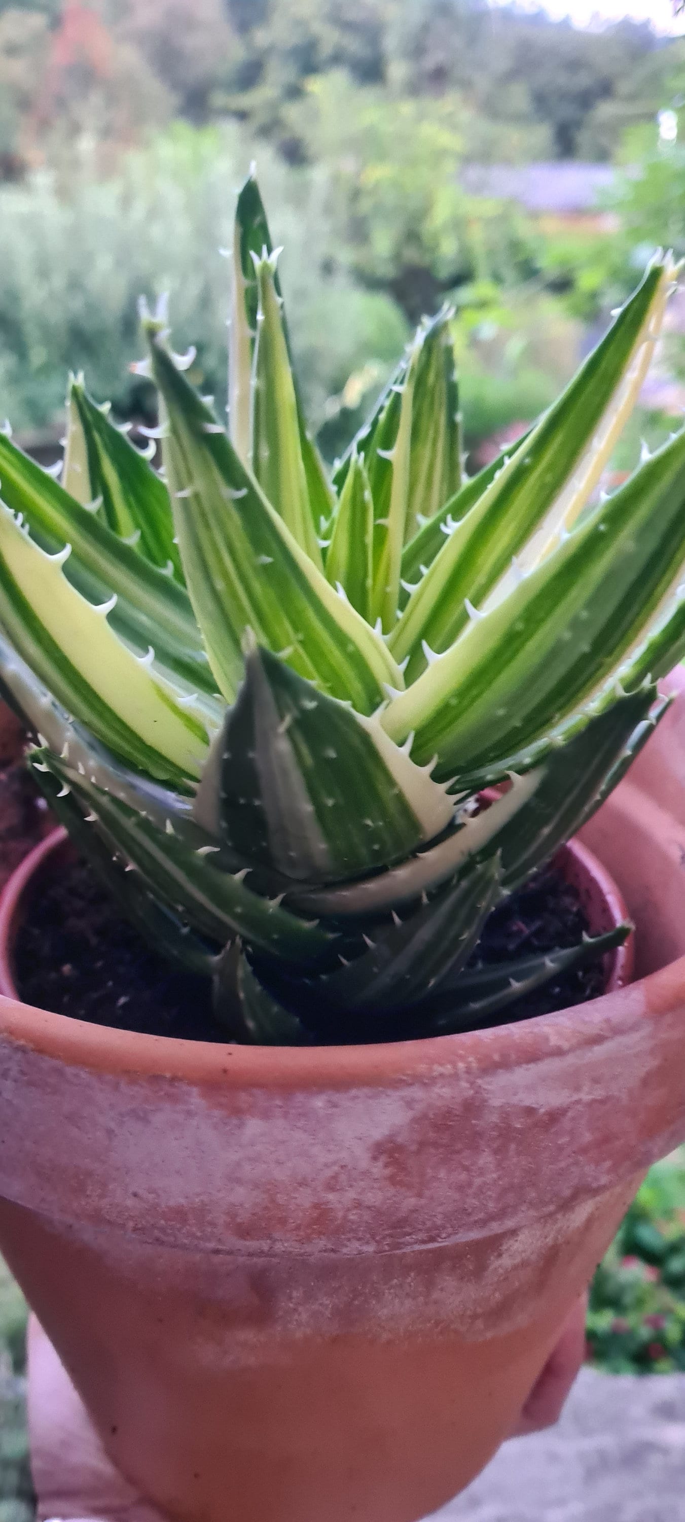 Aloe mitriformis variegata - Etsy.de