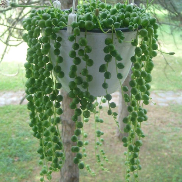 Senecio Rowleyanus or rosary plant