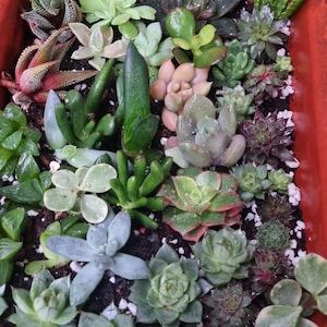May include: A rectangular orange planter filled with a dense arrangement of various succulents in shades of green, pink, and dark purple. The plants feature diverse textures, including rosette shapes, pointed leaves, and rounded foliage, all set in dark soil.