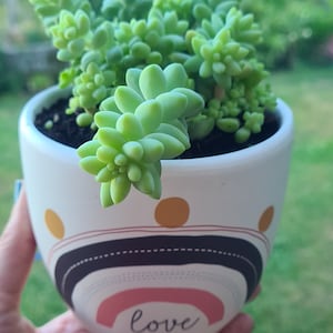 Sedum morganianum