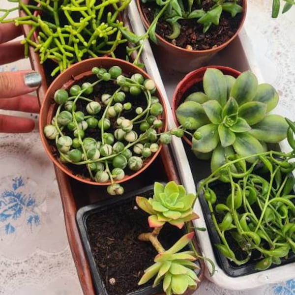 Pack 6 units in small pot. Senecio Peregrinus, Senecio Rowleyanus, Senecio Radicans, Rhipsalis Burchellii, Sedum Palmeri, Aeonium Kiwi.