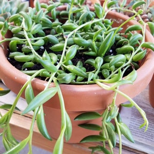 Senecio radicans, cadena de plátanos, cadena de bananas- maceta de 8 cm