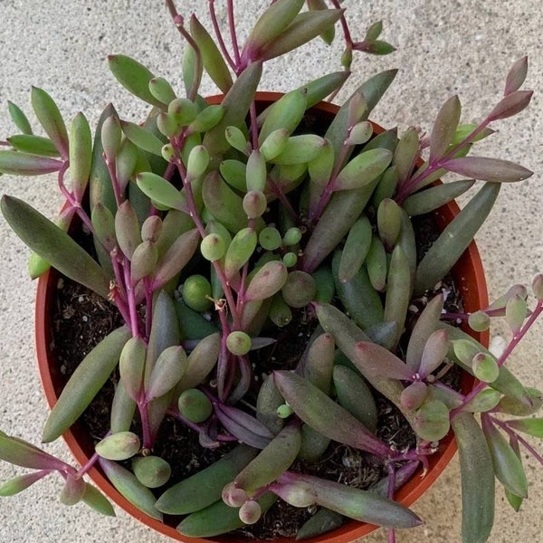 Othonna Capensis - Ruby Necklace