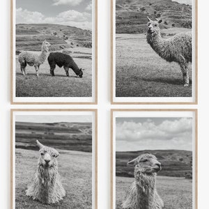 Peru Alpaca 4 piece wall art | Digital Prints