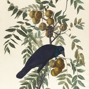 American Crow by John James Audubon (American, 1827 - 1838)