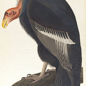 California Vulture by John James Audubon (American, 1785 - 1851)