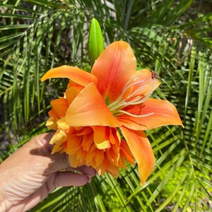 Orange Lily Tiki Pinup Hair Flower Clip