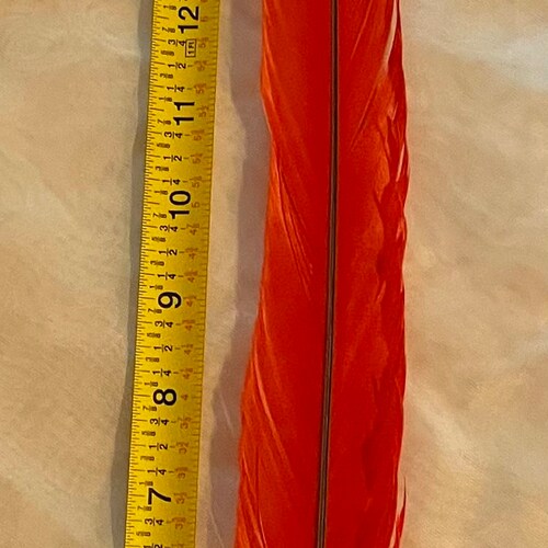 Rare - Limited Collection Scarlet Macaw Feather - 21 shops inches no quill