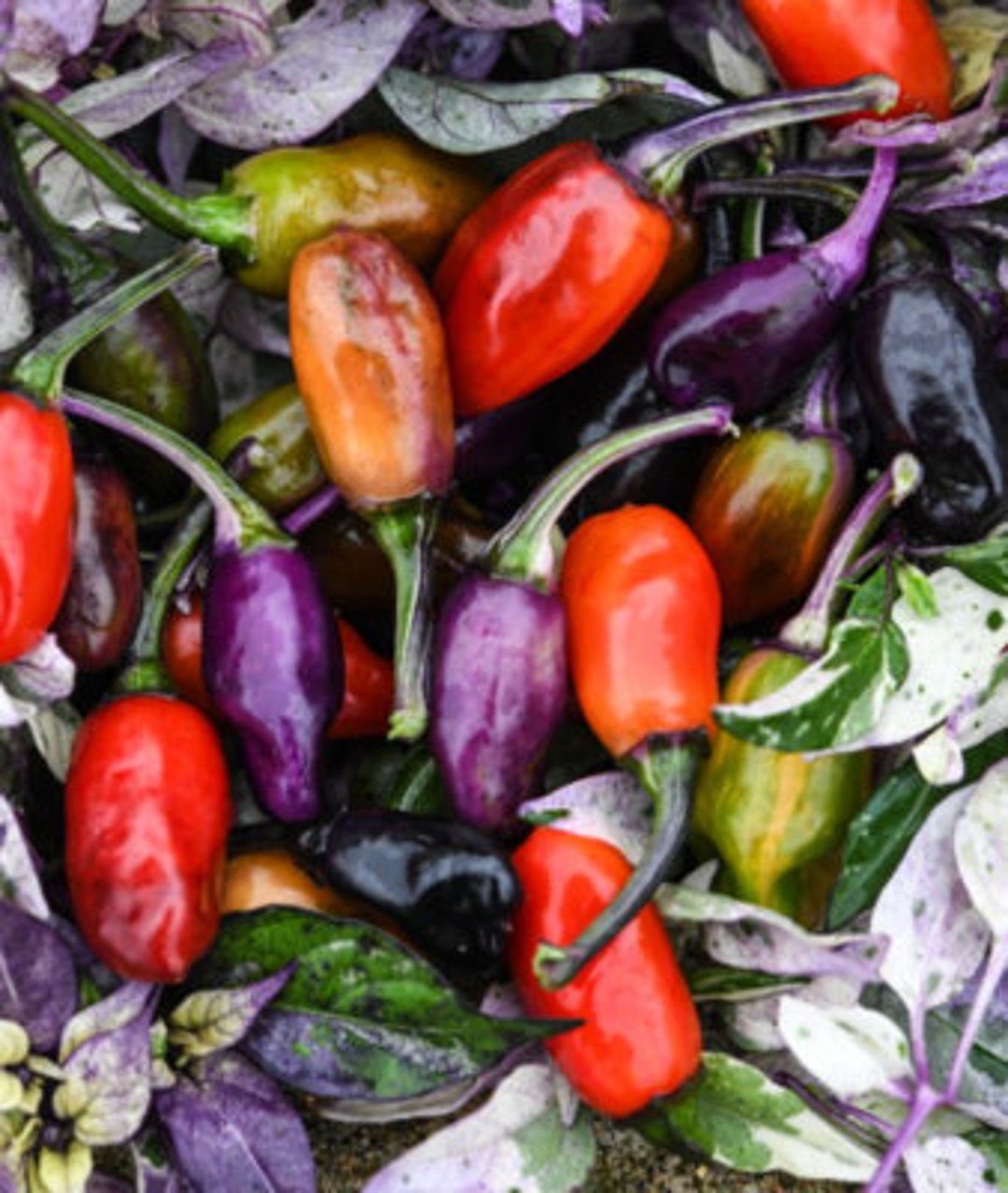 Jigsaw Pepper Seeds Etsy