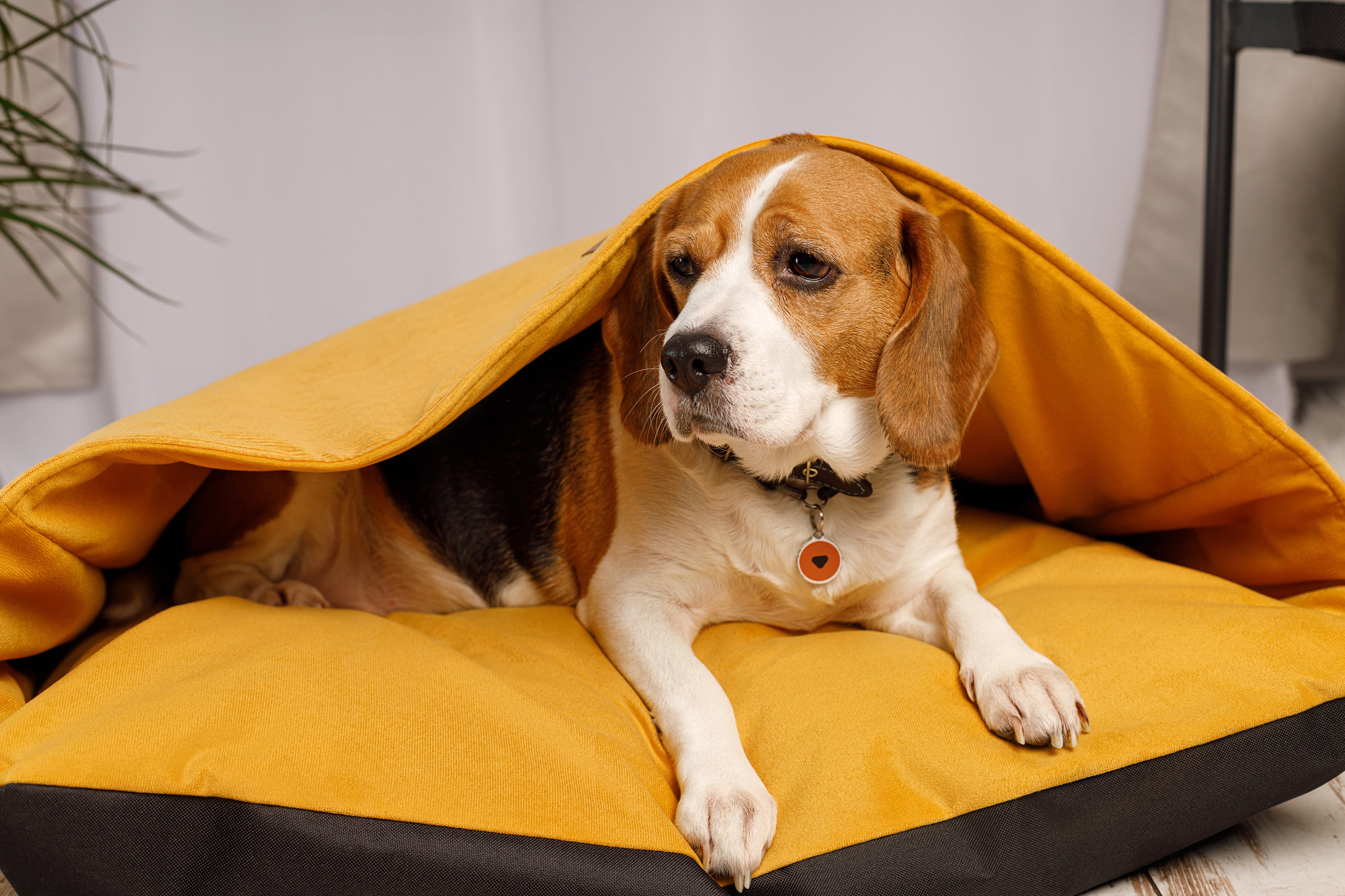 Sleeping Dog Pillow Etsy Canada