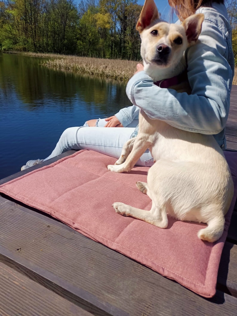 Peut inclure: Un chien blanc aux oreilles brunes est assis sur un lit pour chien rose. Le chien regarde la cam&eacute;ra. Le lit pour chien est sur une surface en bois.