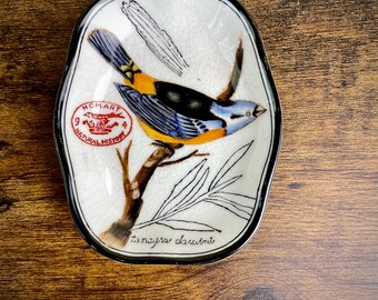 Plato decorativo vintage Homart Nature History 94 con forma de tangara / Tanagra Darwinii