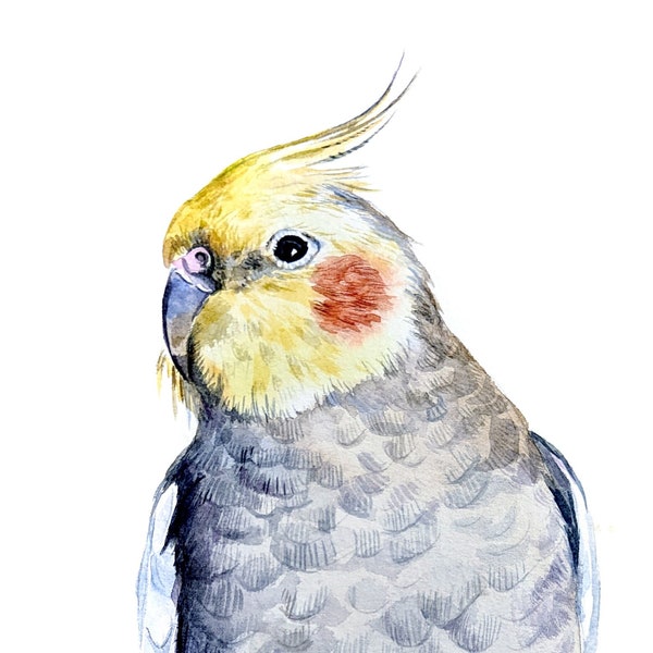 Watercolour Bird Portrait From Photo Custom Parrot Painting Hand Painted Personalised Portrait Pet Loss Bird Painting Framed Ready To Hang