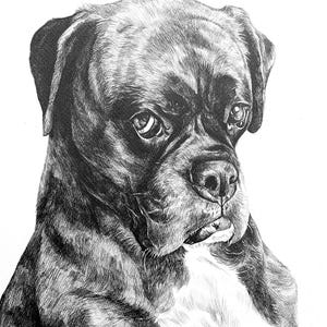 Pencil Drawing Pet Portrait From Photo Custom Hand Drawn Sketch Framed Ready To Hang image 6