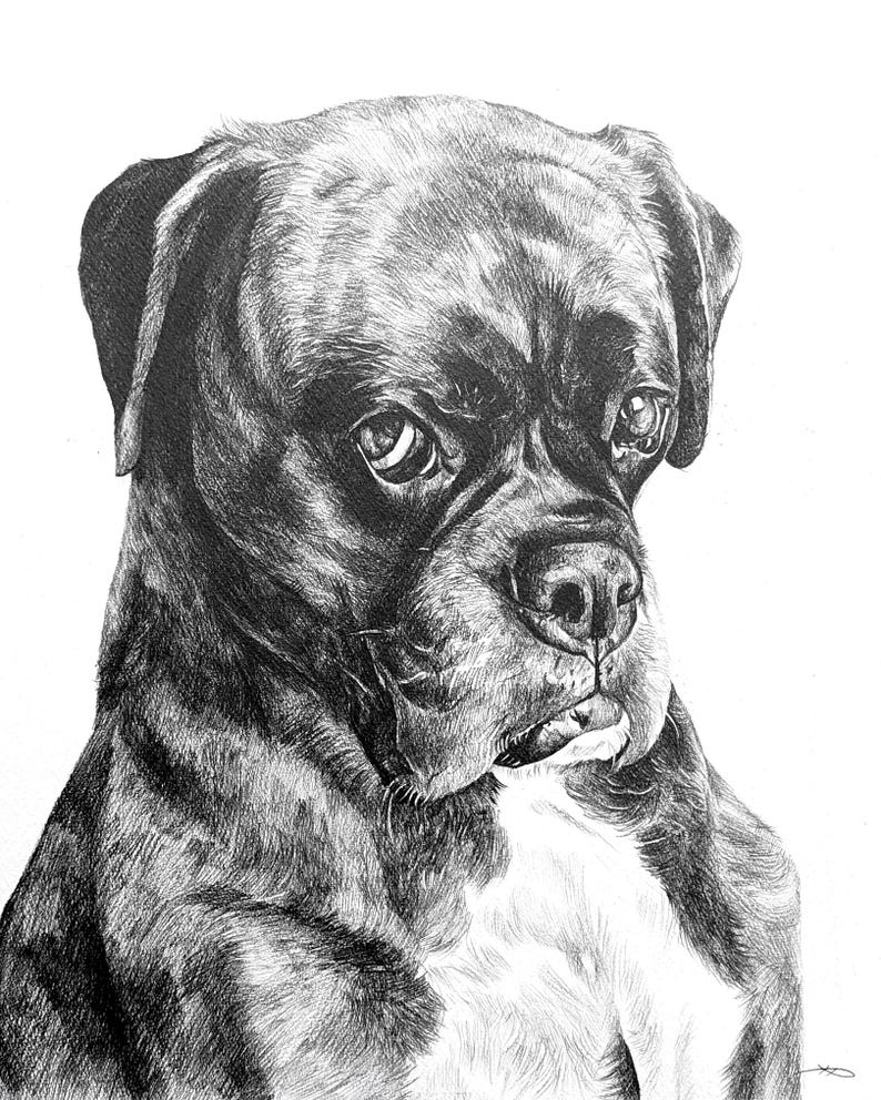 Pencil Drawing Pet Portrait From Photo Custom Hand Drawn Sketch Framed Ready To Hang image 6