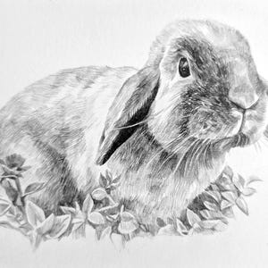 Pencil Drawing Pet Portrait From Photo Custom Hand Drawn Sketch Framed Ready To Hang image 15