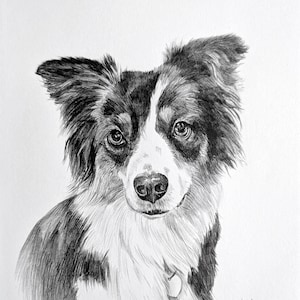 Pencil Drawing Pet Portrait From Photo Custom Hand Drawn Sketch Framed Ready To Hang image 12