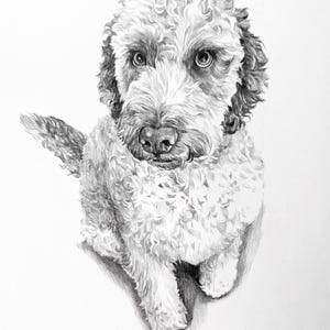Pencil Drawing Pet Portrait From Photo Custom Hand Drawn Sketch Framed Ready To Hang image 13
