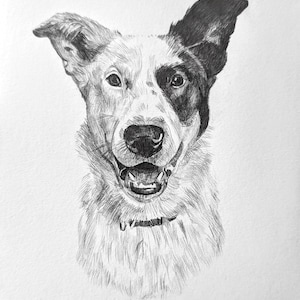Pencil Drawing Pet Portrait From Photo Custom Hand Drawn Sketch Framed Ready To Hang image 11