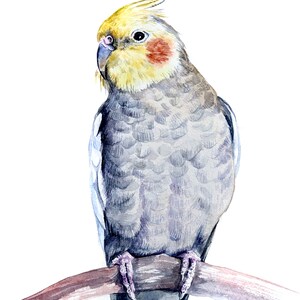 Puede incluir: Pintura acuarela de un cacat&uacute;a ninfa posado en una rama. El p&aacute;jaro tiene la cabeza amarilla con las mejillas naranjas y el cuerpo gris. La rama es marr&oacute;n y el fondo es blanco.