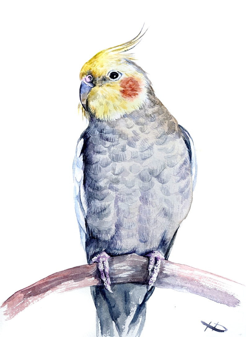 Puede incluir: Pintura acuarela de un cacat&uacute;a ninfa posado en una rama. El p&aacute;jaro tiene la cabeza amarilla con las mejillas naranjas y el cuerpo gris. La rama es marr&oacute;n y el fondo es blanco.
