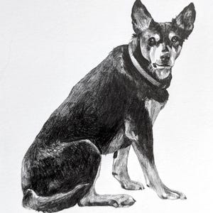 Pencil Drawing Pet Portrait From Photo Custom Hand Drawn Sketch Framed Ready To Hang image 18