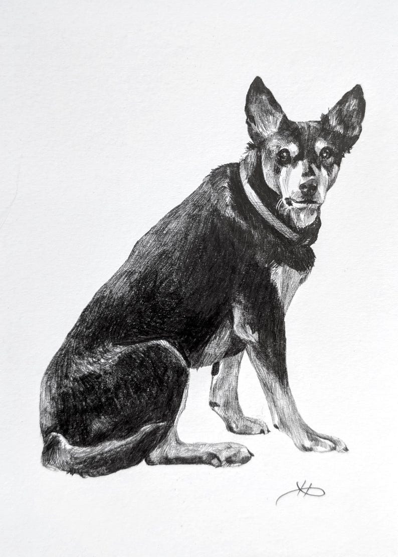 Pencil Drawing Pet Portrait From Photo Custom Hand Drawn Sketch Framed Ready To Hang image 18