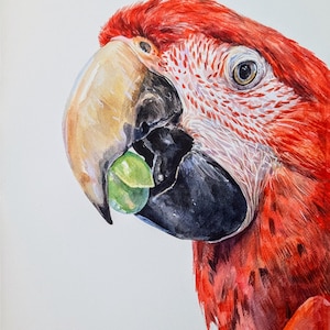 Retrato de pájaro en acuarela a partir de una foto Pintura de loro personalizada Pintada a mano Retrato personalizado Pérdida de mascota Pintura de pájaro Enmarcada Lista para colgar