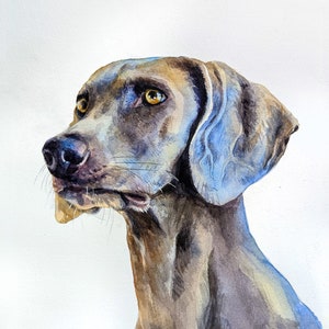 Puede incluir: Pintura acuarela de un perro Weimaraner con un pelaje gris claro y marr&oacute;n, mirando hacia la izquierda con una expresi&oacute;n seria. Las orejas del perro son ca&iacute;das y de color azul.