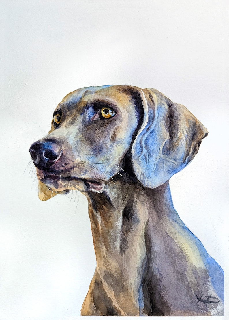 Puede incluir: Pintura acuarela de un perro Weimaraner con un pelaje gris claro y marr&oacute;n, mirando hacia la izquierda con una expresi&oacute;n seria. Las orejas del perro son ca&iacute;das y de color azul.