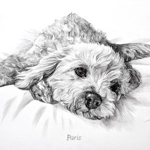 Pencil Drawing Pet Portrait From Photo Custom Hand Drawn Sketch Framed Ready To Hang image 16