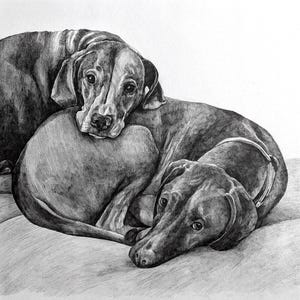 Pencil Drawing Pet Portrait From Photo Custom Hand Drawn Sketch Framed Ready To Hang image 14