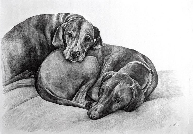 Pencil Drawing Pet Portrait From Photo Custom Hand Drawn Sketch Framed Ready To Hang image 14