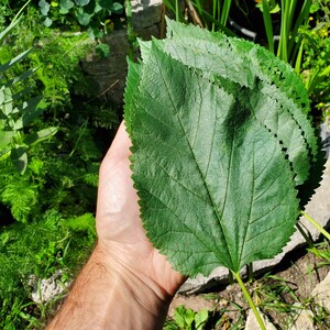 May include: A hand holding several large, vibrant green leaves with serrated edges. The leaves have prominent veins and a textured surface. The background features a lush garden with various green plants and red flowers.